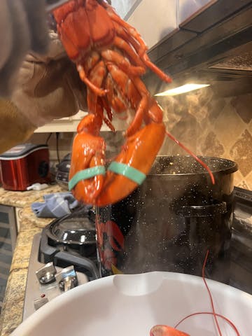 Live Maine Lobster photo review