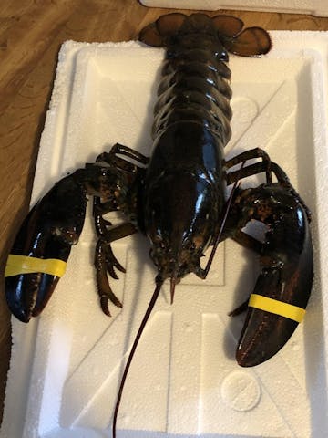 Live Maine Lobster photo review