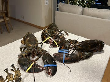 Live Maine Lobster photo review