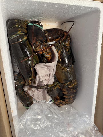 Live Maine Lobster photo review