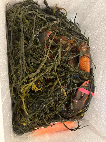 Live Maine Lobster photo review