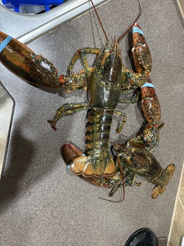 Live Maine Lobster photo review