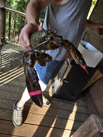 Live Maine Lobster photo review