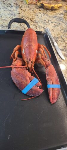 Live Maine Lobster photo review