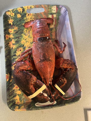Live Maine Lobster photo review