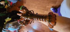 Live Maine Lobster photo review