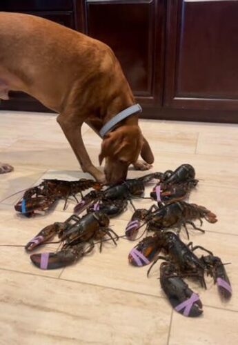 Live Maine Lobster photo review