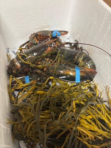 Live Maine Lobster photo review