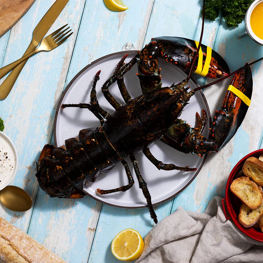 Live Maine Lobster