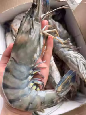 Colossal Black Tiger Prawns photo review