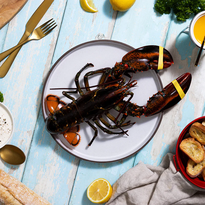 Live Maine Lobster - Image 4